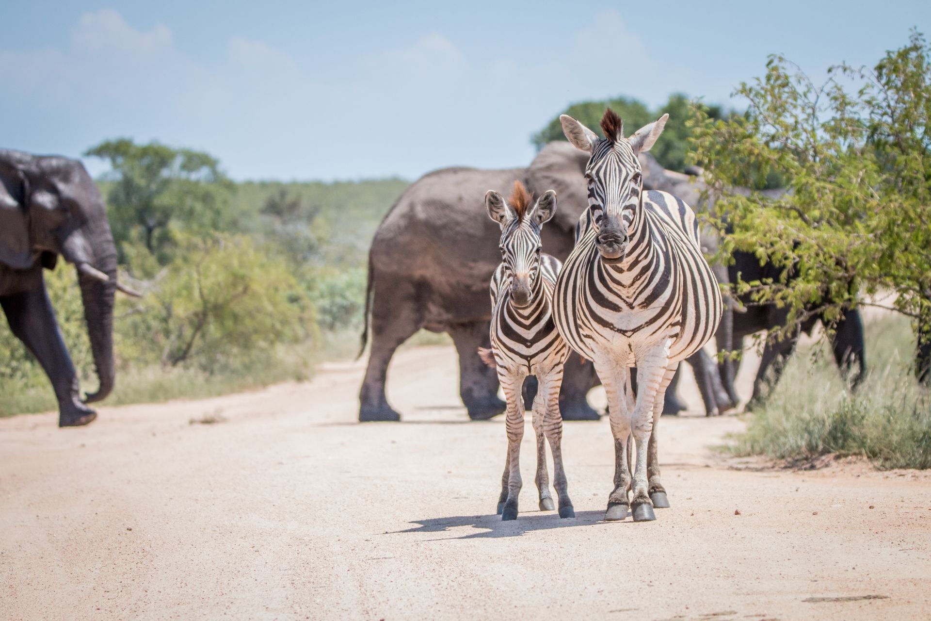 Zebra's en olifanten op een onverharde weg in een zonnige savanne.