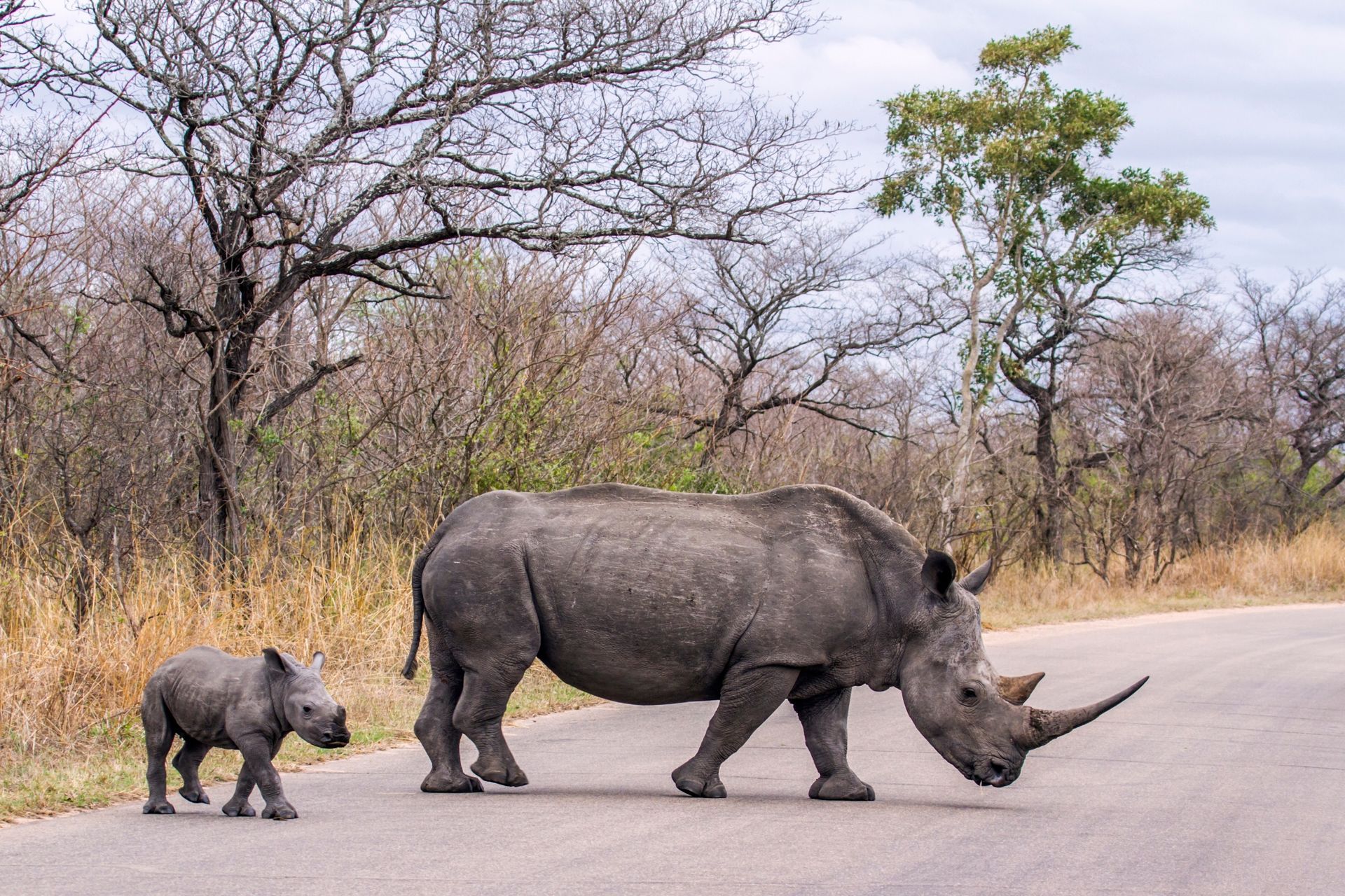 Een neushoorn en kalf steken een weg over in een droog, bosrijk gebied.