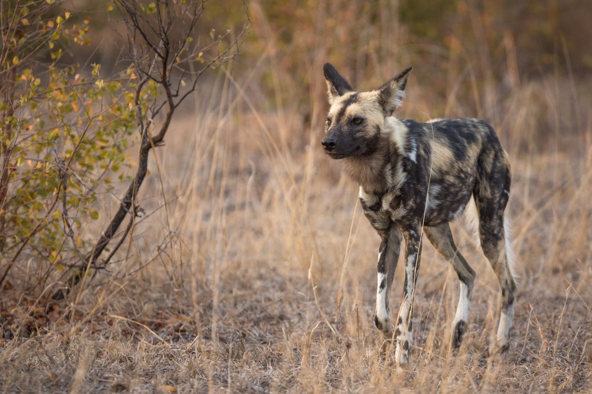 Afrikaanse wilde hond met gevlekte vacht, lopend door droog grasland.