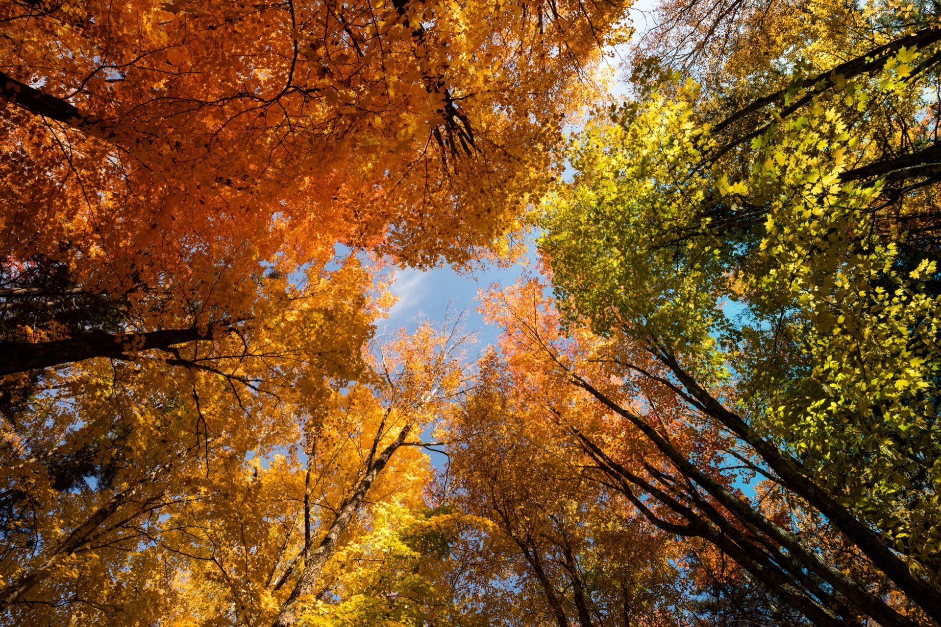 Omhoog kijkend door het kleurrijke herfstbladerdak; oranje, gele en groene bladeren tegen een blauwe lucht.
