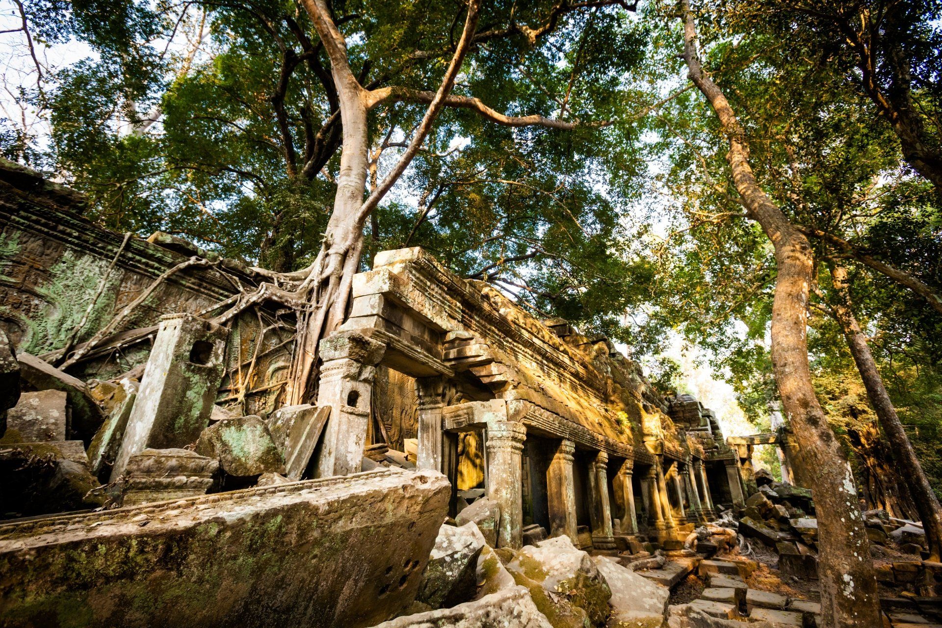 Ruïnes van stenen tempels, overwoekerd door grote bomen en badend in het zonlicht. Cambodja.
