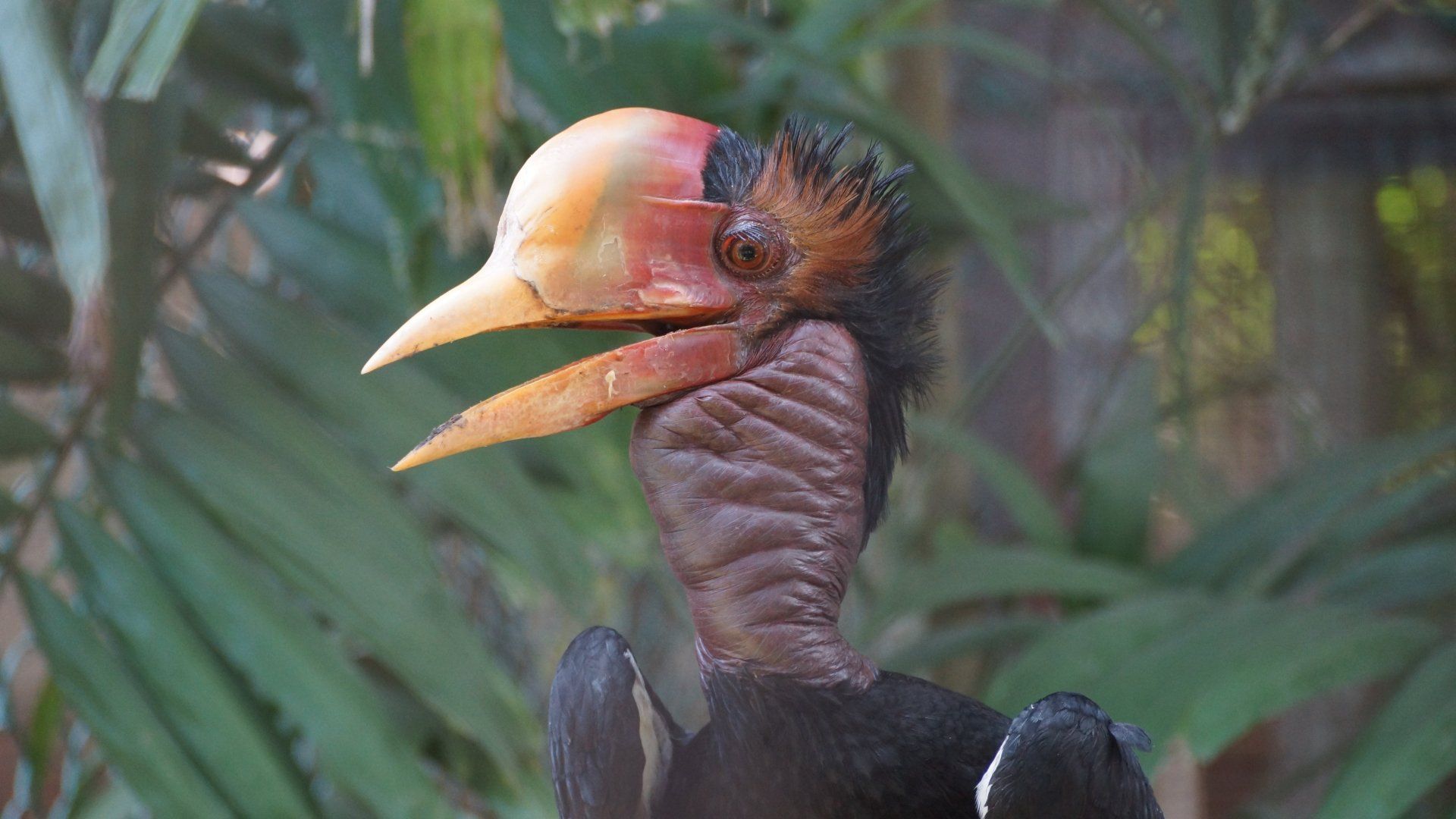 Gerimpelde neushoornvogel met een grote, crèmekleurige helm en open snavel, donker lichaam en gegolfde nek.