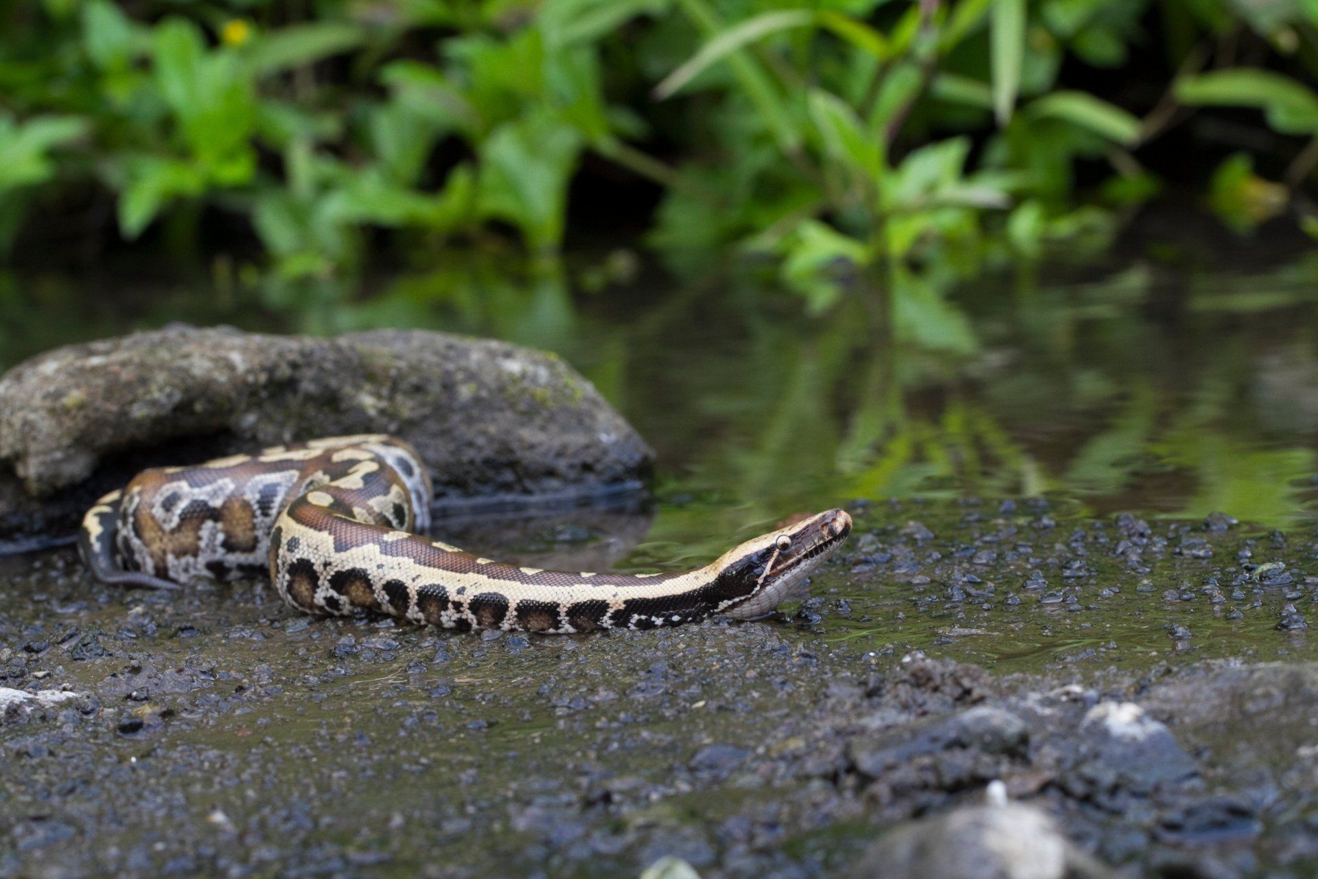 Een slang, bruin met beige accenten, op een natte rots naast het water, met groene planten op de achtergrond.