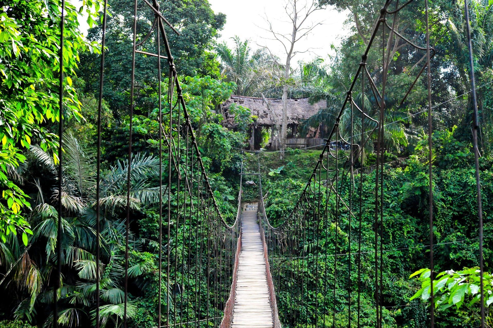 Een hangbrug door weelderige groene jungle leidt naar een constructie die door het gebladerte aan het zicht onttrokken is.