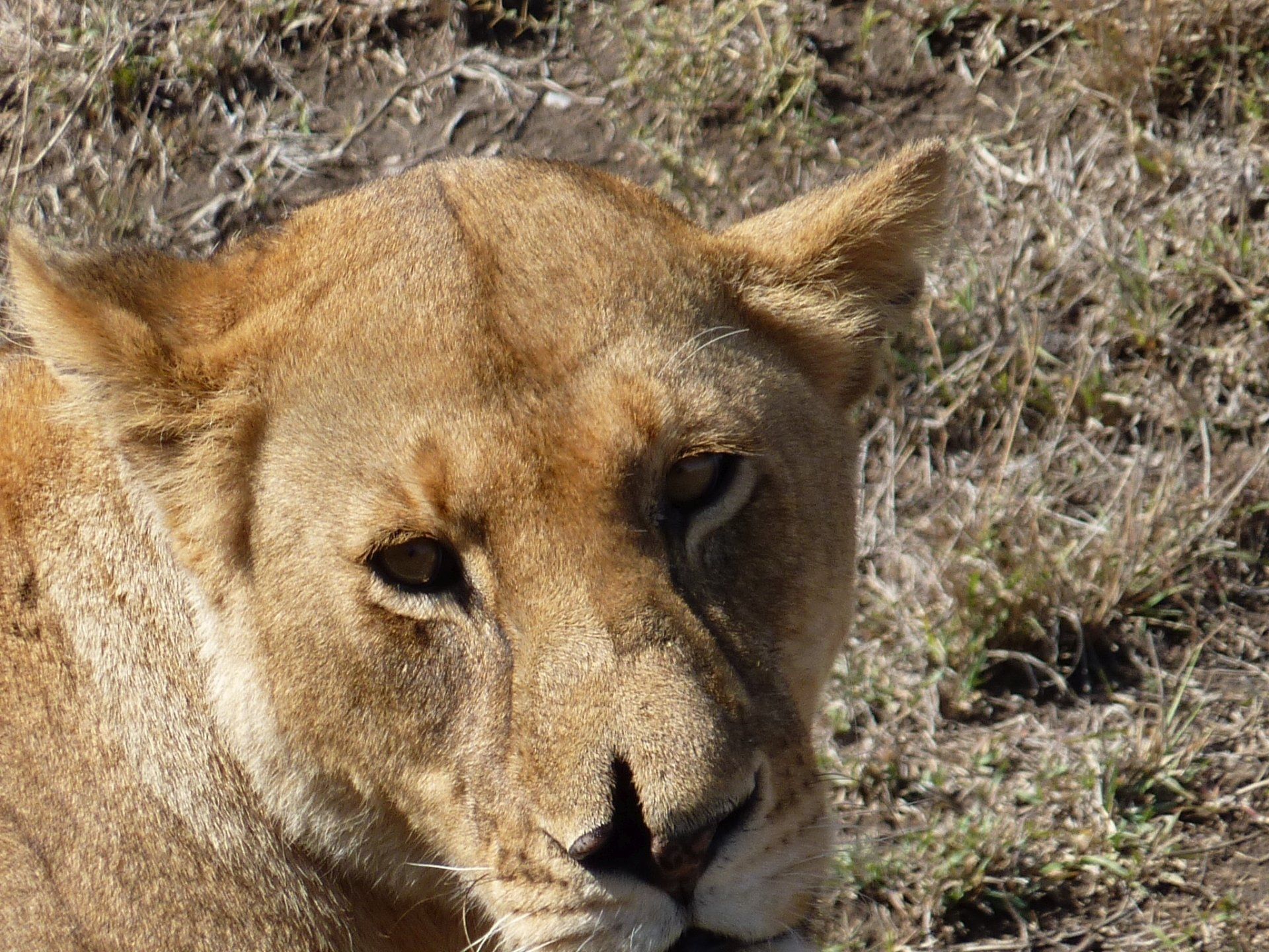 foto leeuwin in tanzania
