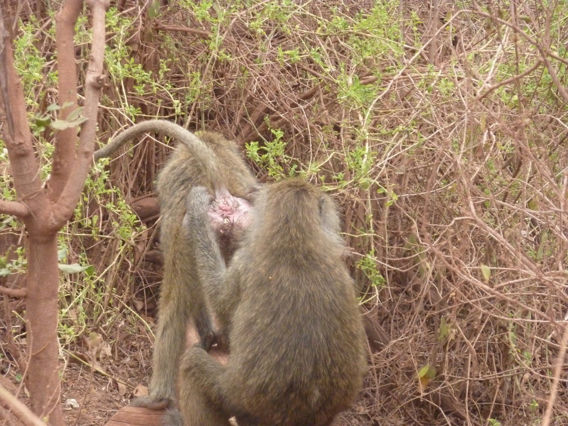 foto van baviaan in tanzania