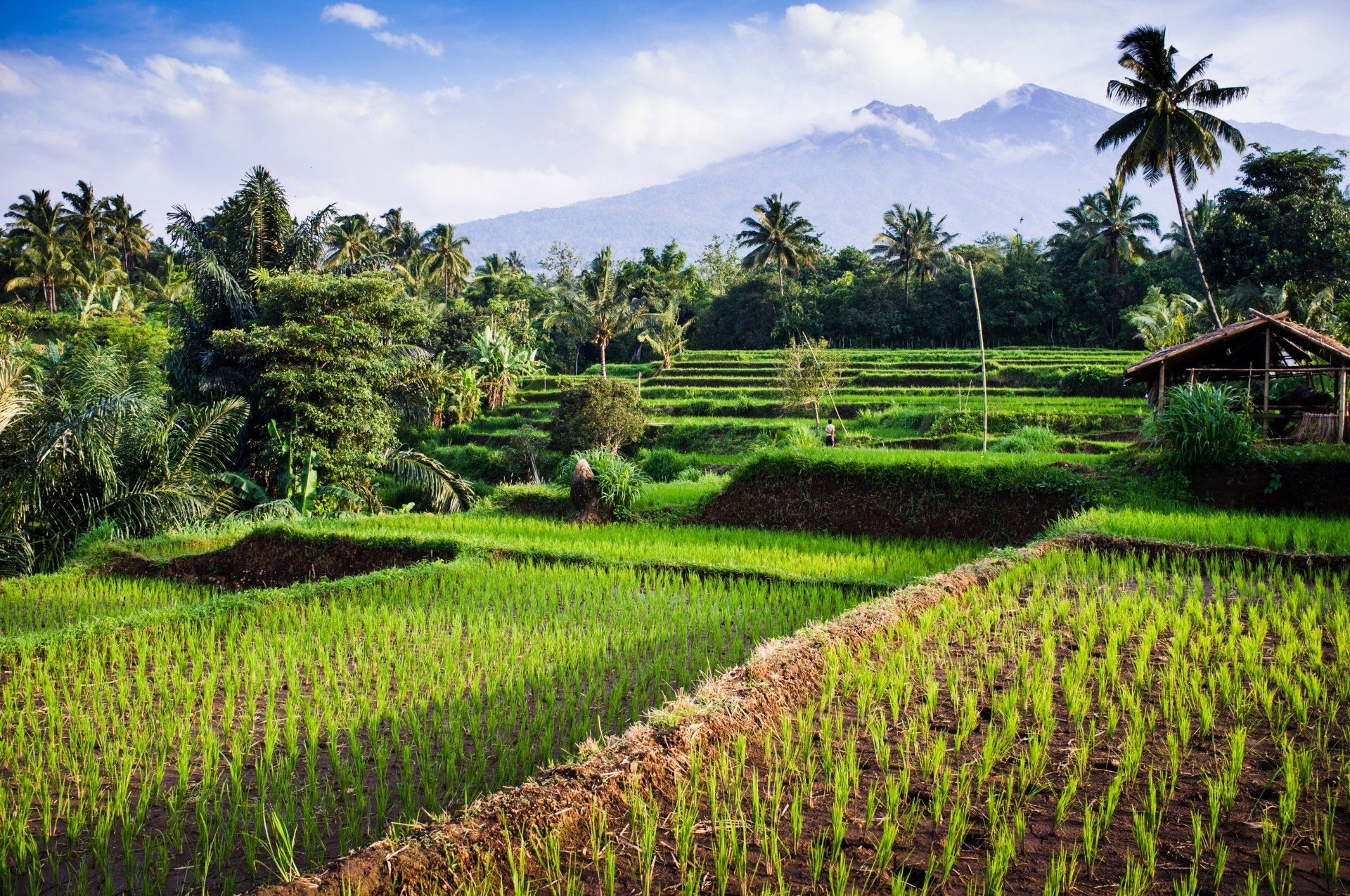 Terrasvormige rijstvelden op Bali, Indonesië, weelderig groen met een berg op de achtergrond.
