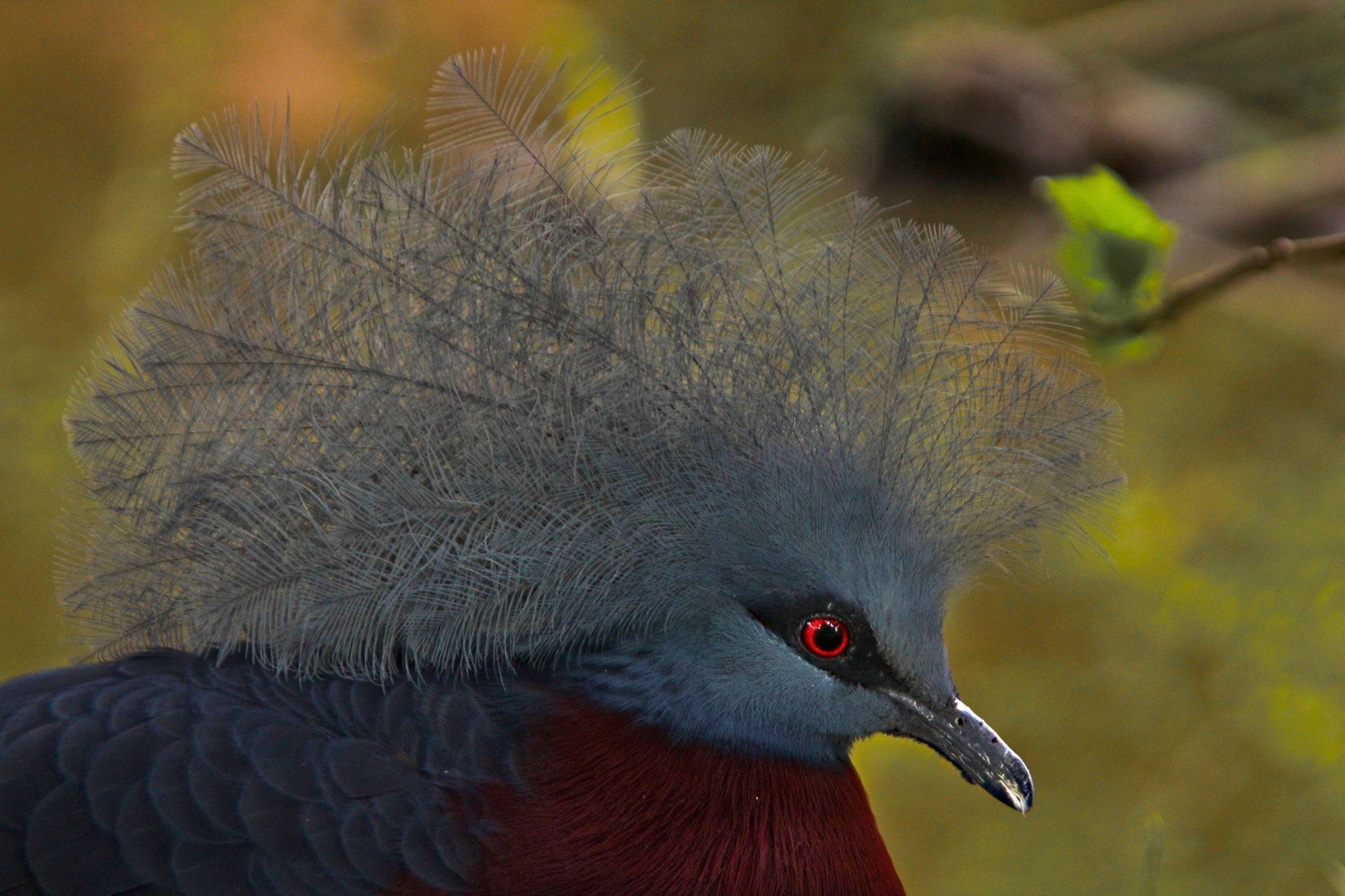 Blauwgrijze kroonduif van het Victoriaanse type met rode ogen, in profiel.