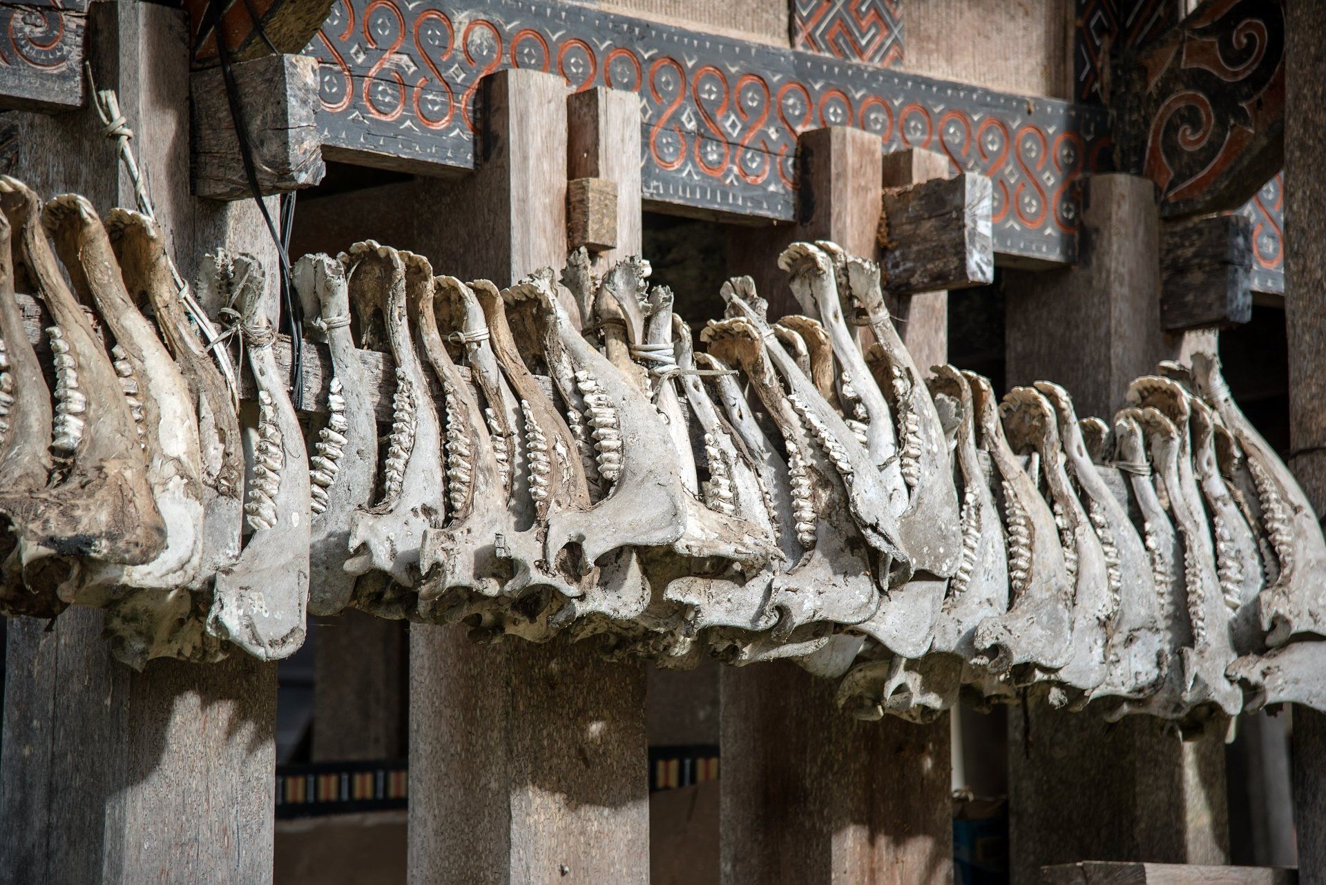 Een rij kaakbeenderen van dieren, elk met zichtbare tanden, hangend aan een houten constructie.