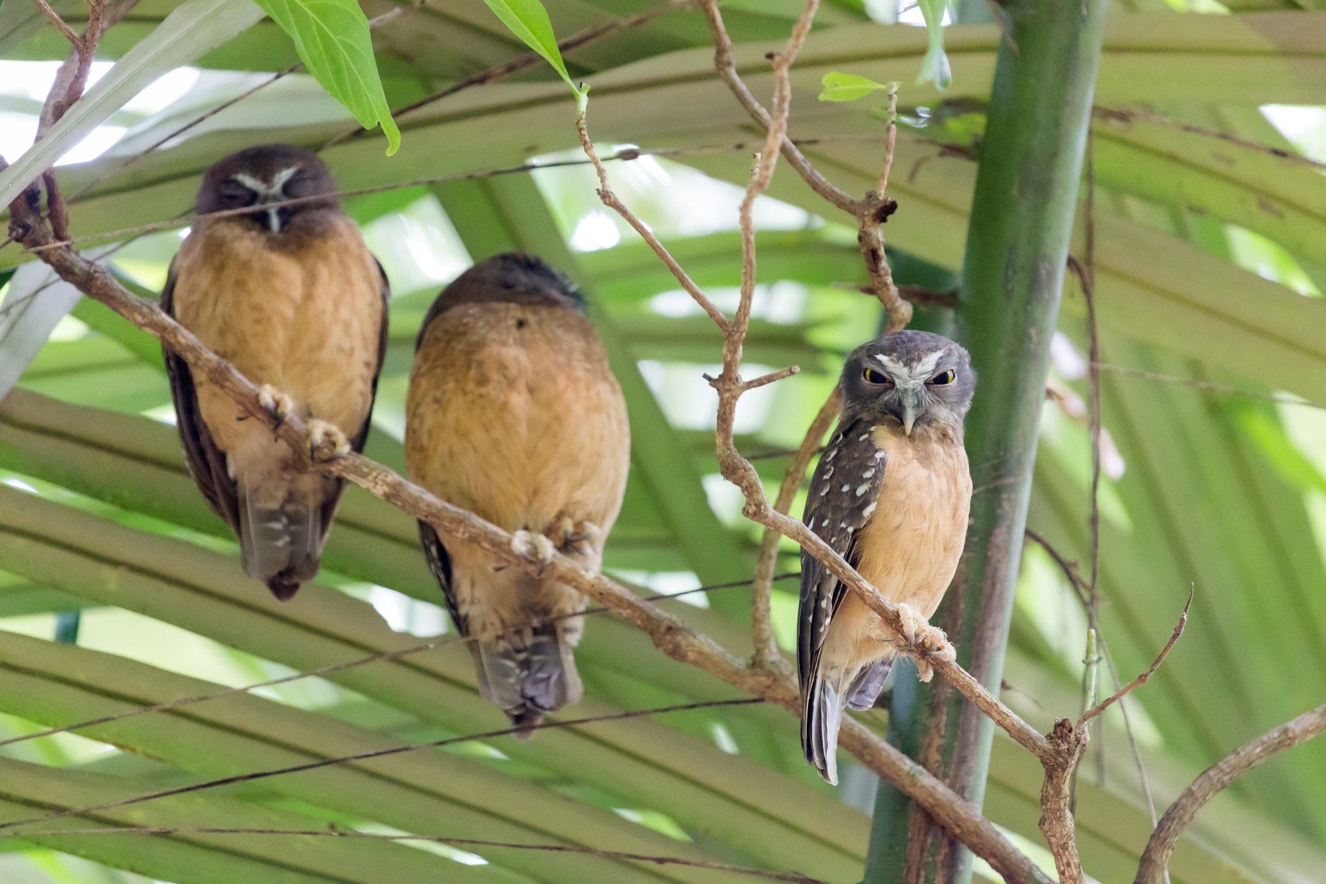Drie bruine, uilachtige vogels zaten op een tak, waarvan er één naar de camera keek.