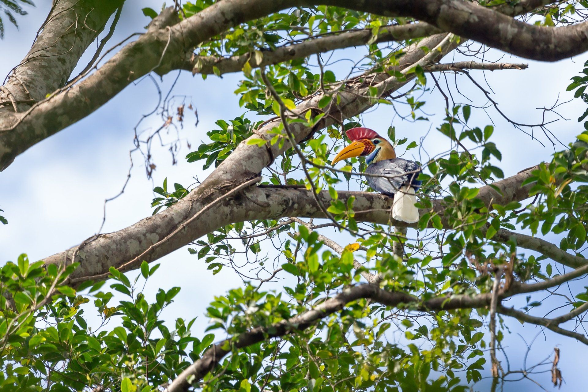 Een neushoornvogel met een gele snavel en een kleurrijke kop zit in een boom en kijkt naar een witte keelzak.