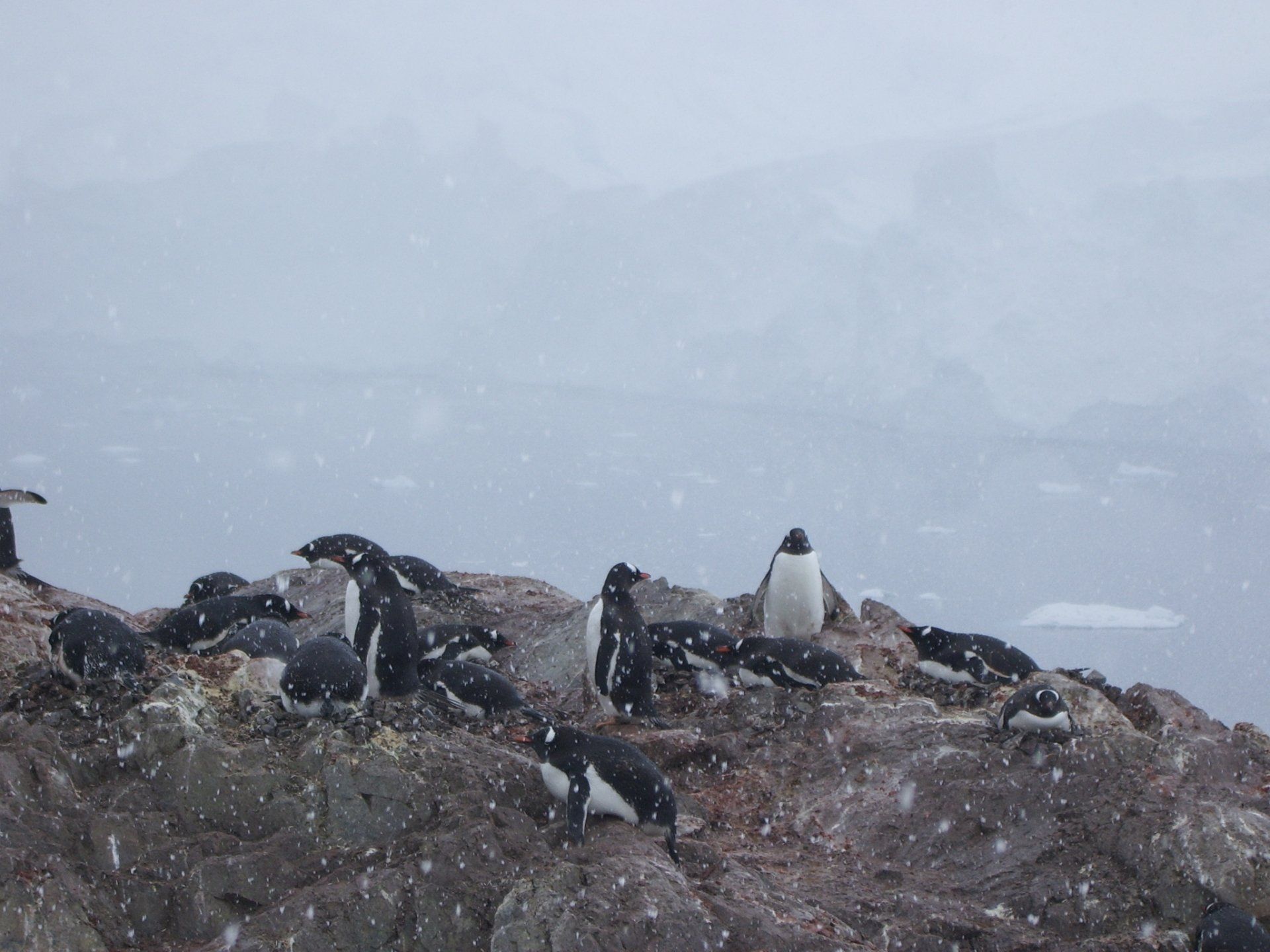 Pinguïns verzamelden zich op een rotsachtig uitsteeksel, terwijl de sneeuw viel, met op de achtergrond de oceaan en in de verte besneeuwde heuvels.