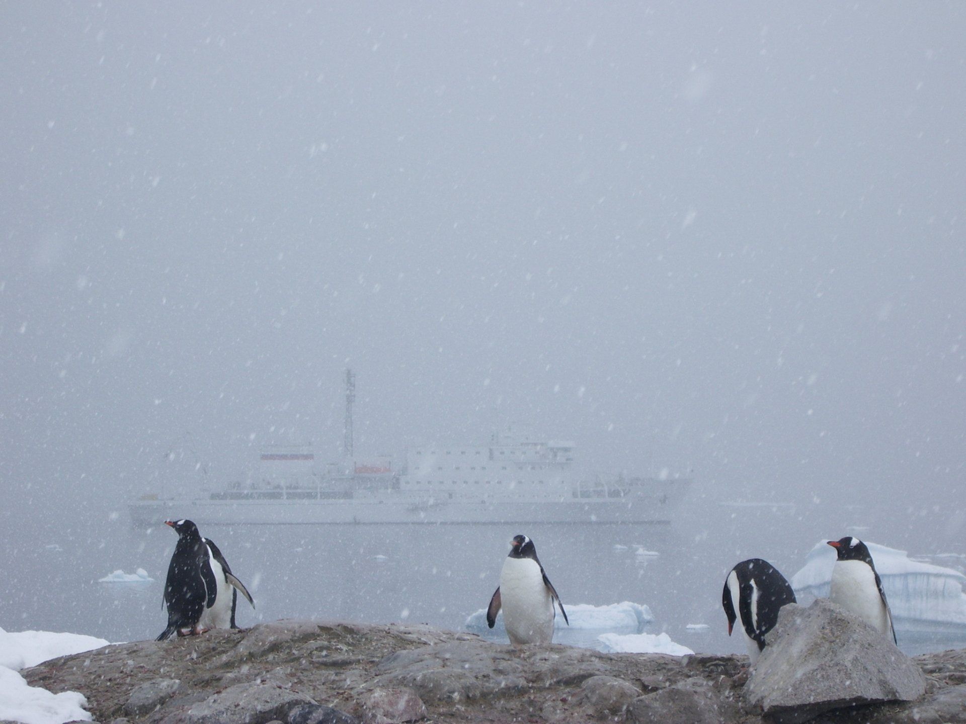 Vier pinguïns op een besneeuwde rotsrichel, die in een sneeuwstorm naar een schip kijken.