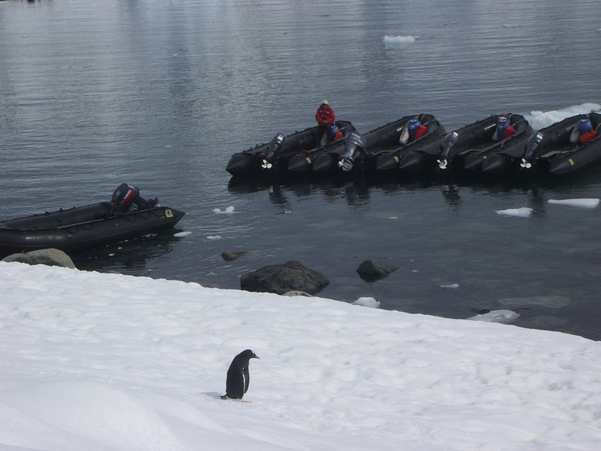 Pinguïn op een besneeuwde kust met opblaasbootjes in het water, mogelijk in Antarctica.