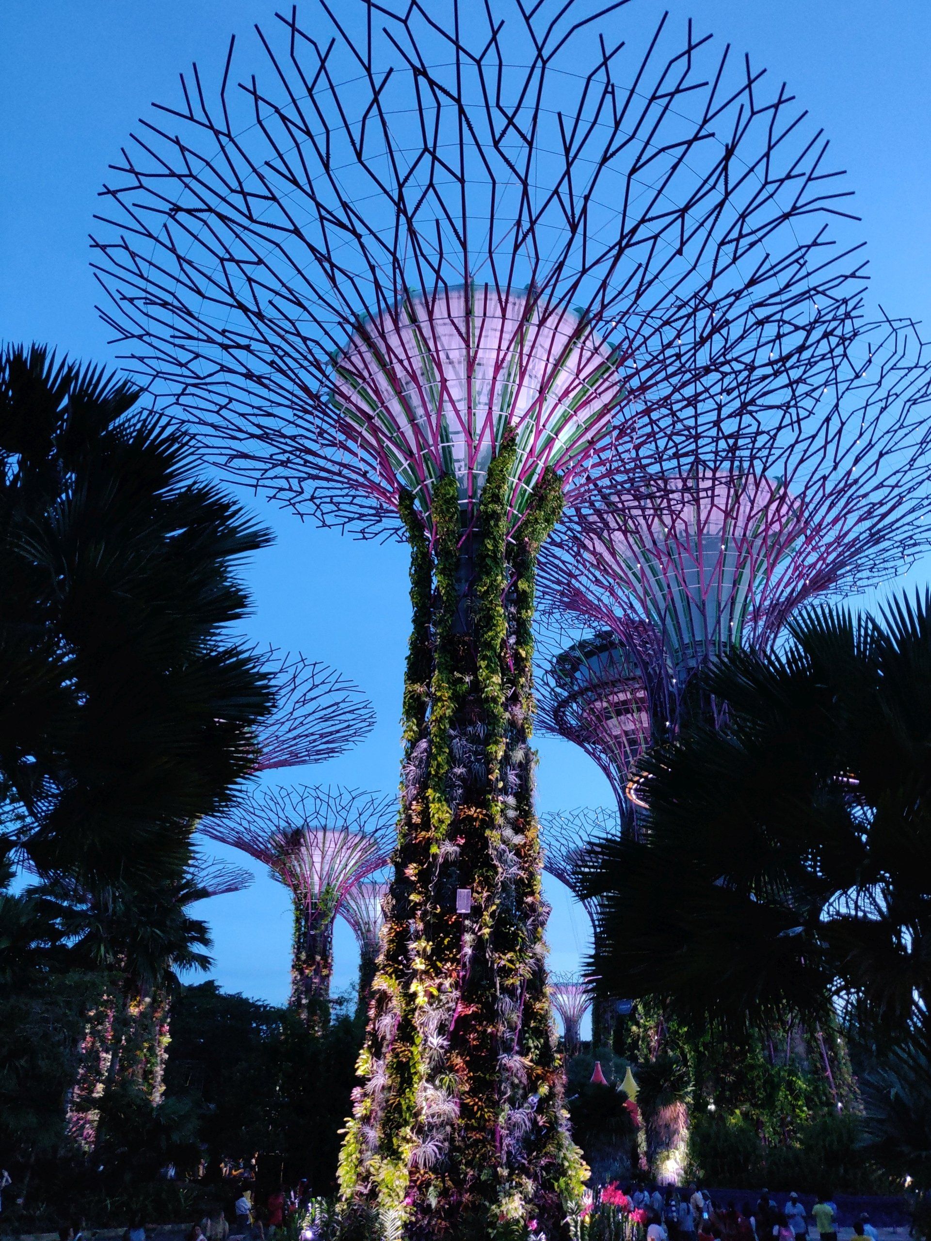 De verlichte Supertrees in Gardens by the Bay, Singapore, stralen paars en goudkleurig tegen een schemerige hemel.