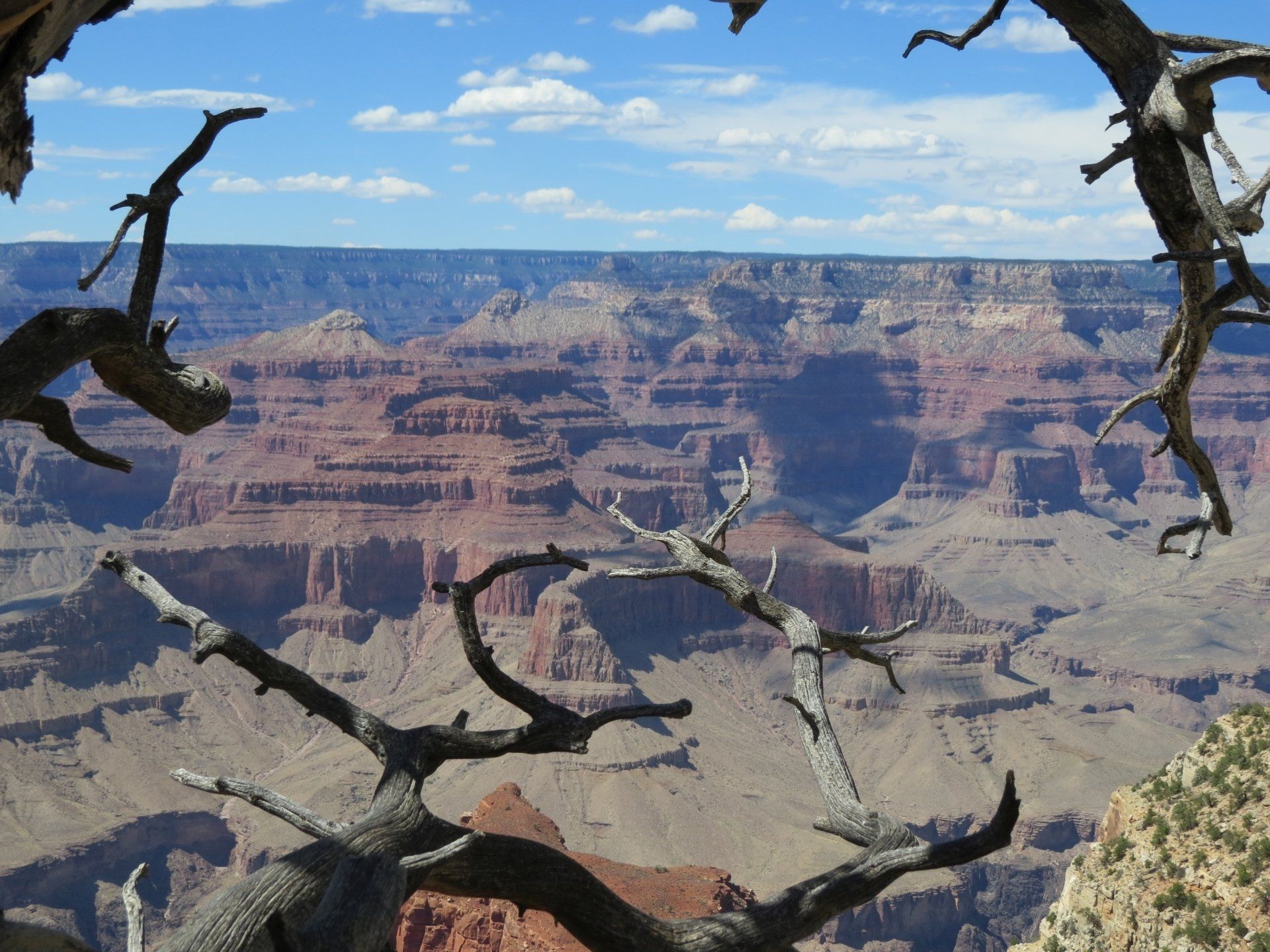 Uitzicht op de Grand Canyon door de kronkelende takken van bomen, met lagen rode rotsformaties tegen een blauwe hemel.