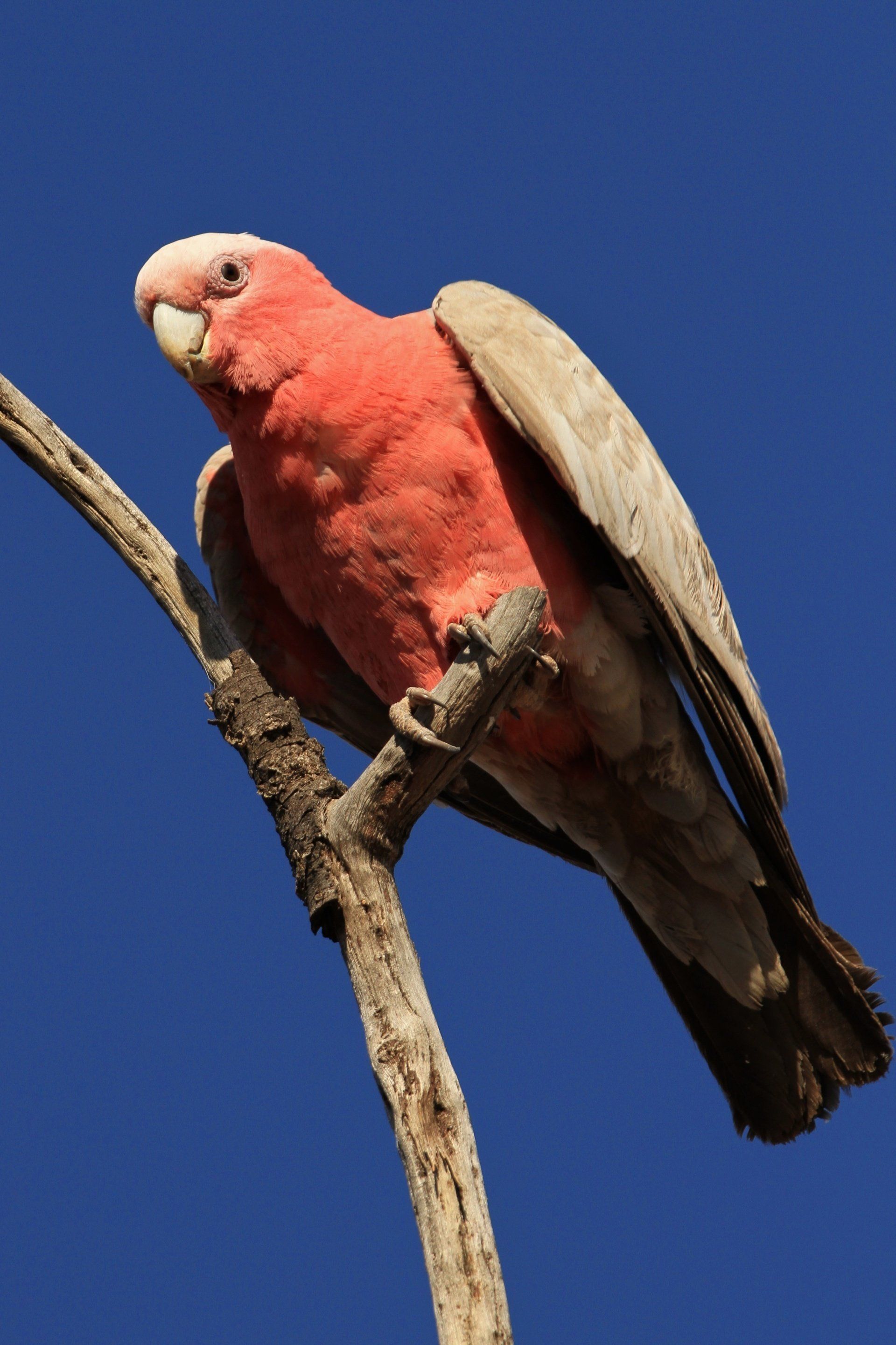 Een roze en grijze Galah-kaketoe zit op een kale tak tegen een helderblauwe hemel.