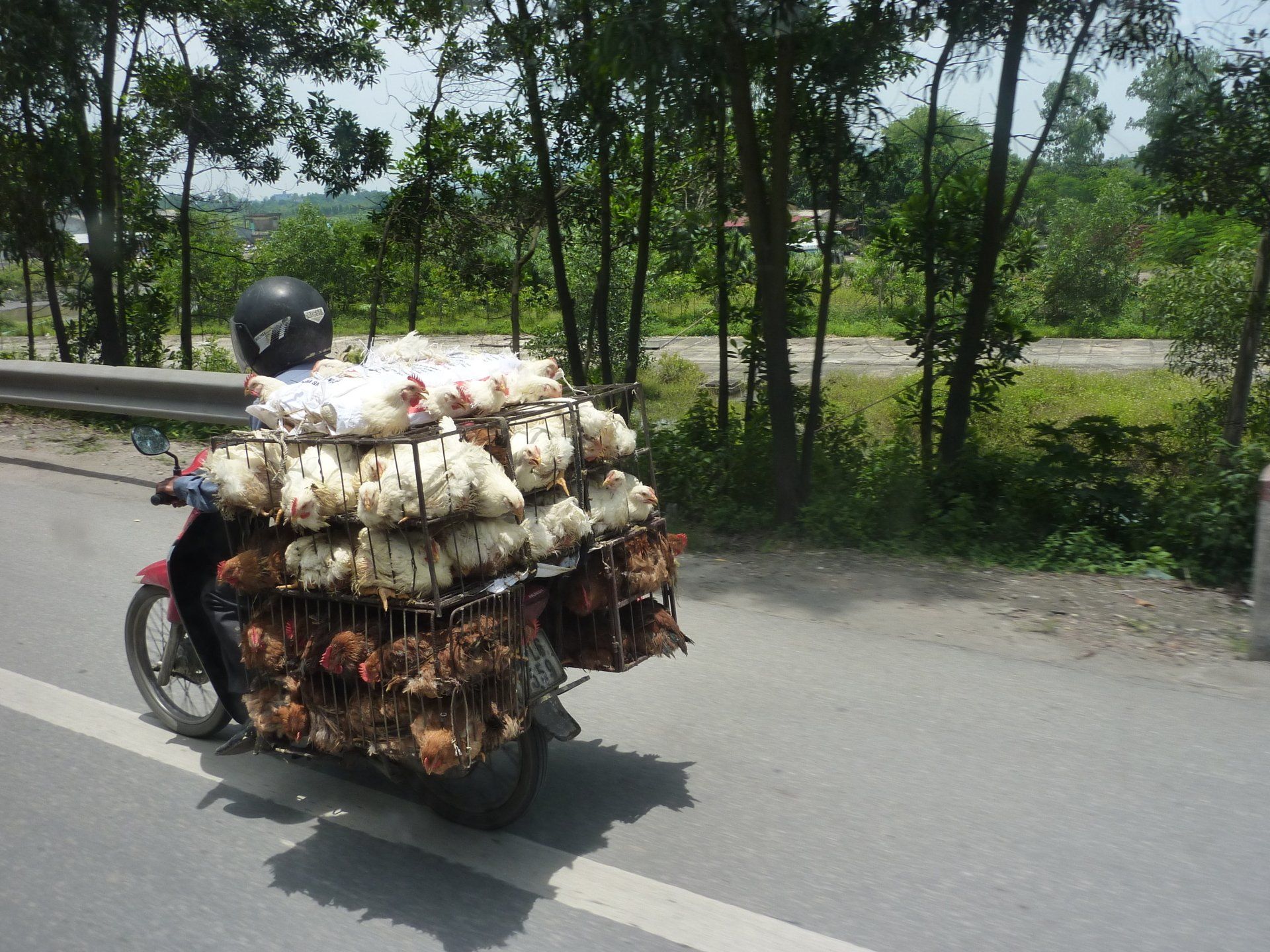 Een motorfiets volgeladen met kooien vol levende kippen staat op de weg.