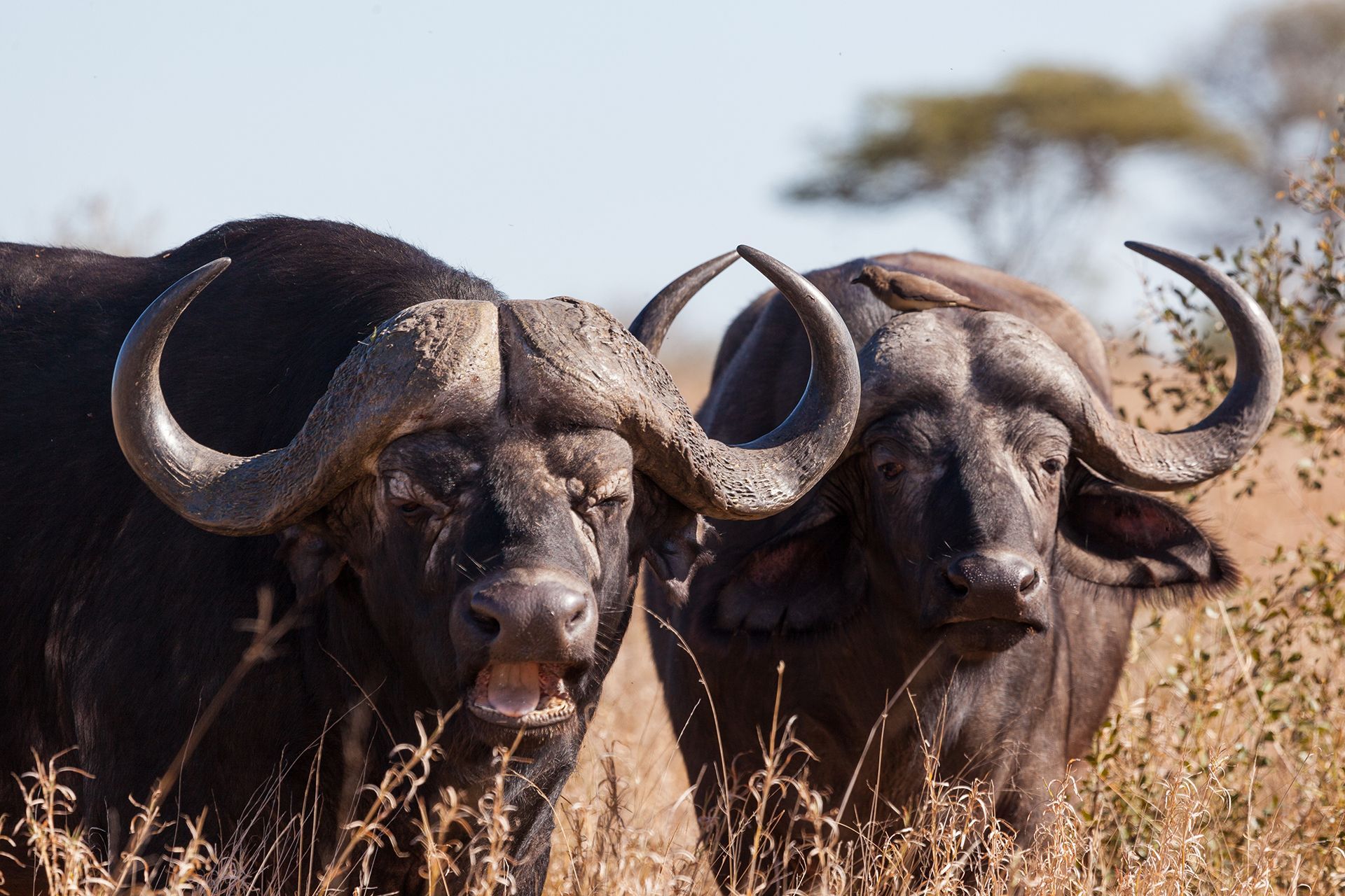 Twee Afrikaanse buffels staan dicht bij elkaar in het hoge gras.