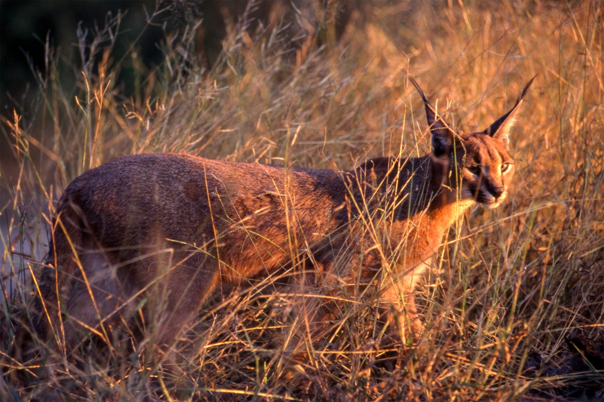 Een caracal in het hoge gras, verlicht door warm zonlicht.