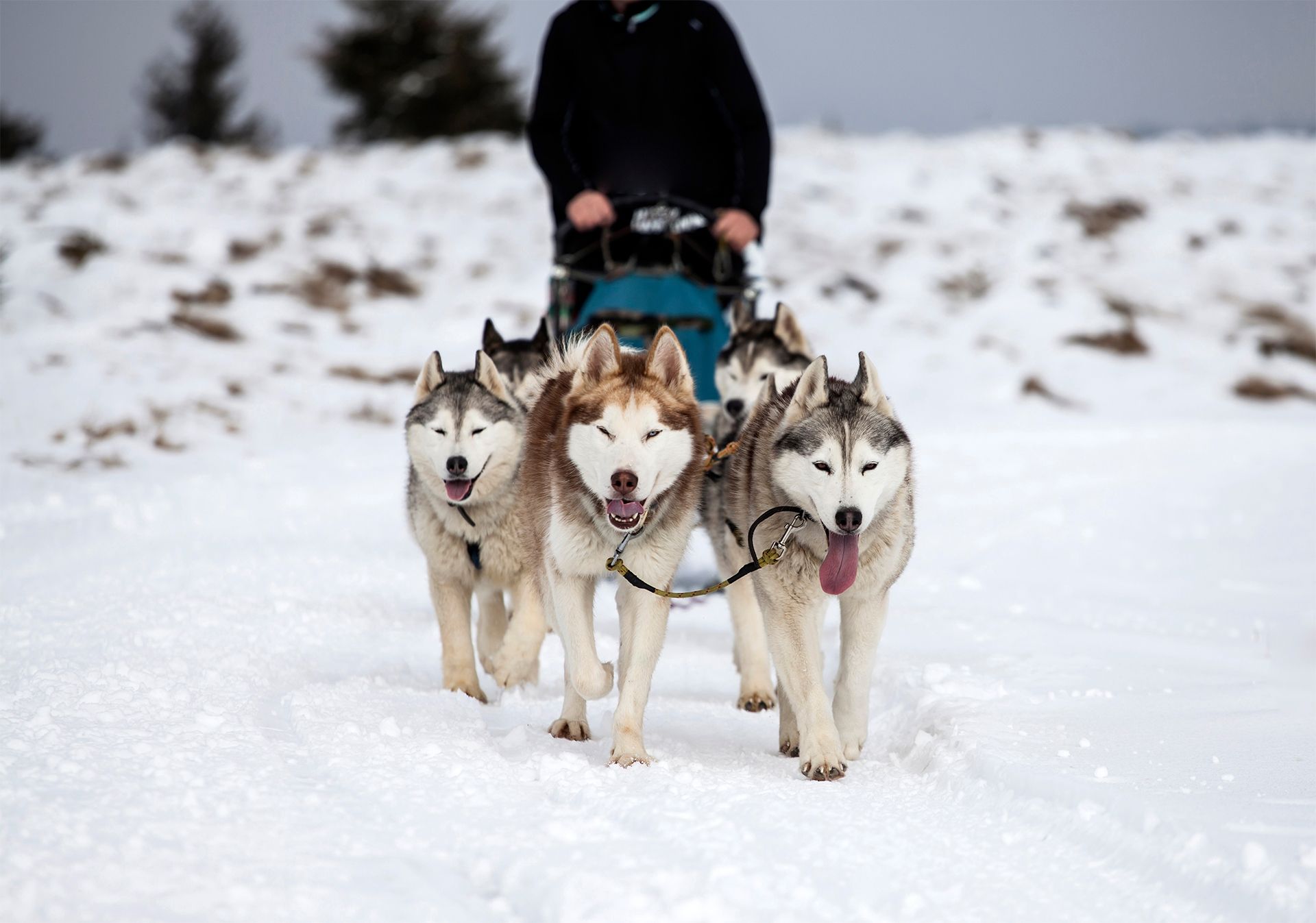 Een hondensledeteam trekt een persoon door een besneeuwd landschap. De honden zijn husky's met verschillende aftekeningen.