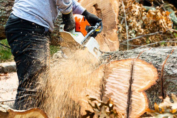 A1 Tree Service worker uses a chainsaw to remove a large, fallen log, creating a spray of wood shavings.