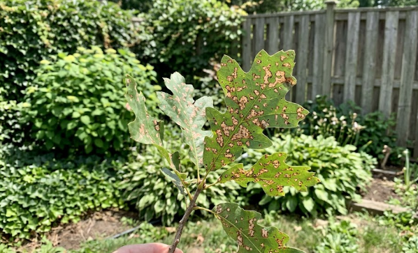 Close up view of diseased leaves showing warning signs of a sick tree.