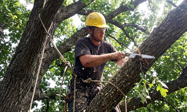 A professional arborist in Spokane Valley wearing safety gear while safely climbing and pruning a large tree.