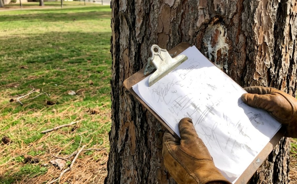 A certified tree doctor performing a careful health assessment on a large pine tree trunk.
