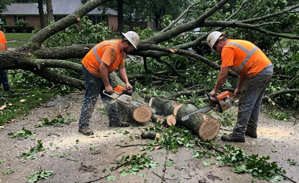 A tree service crew performing fast emergency storm damage cleanup by cutting a fallen branch.