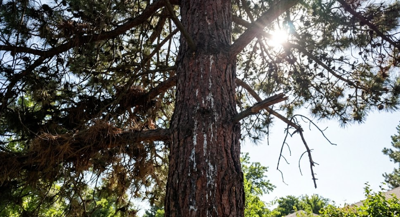 Looking up into the healthy, thinned canopy of a pruned pine tree in Eastern Washington.