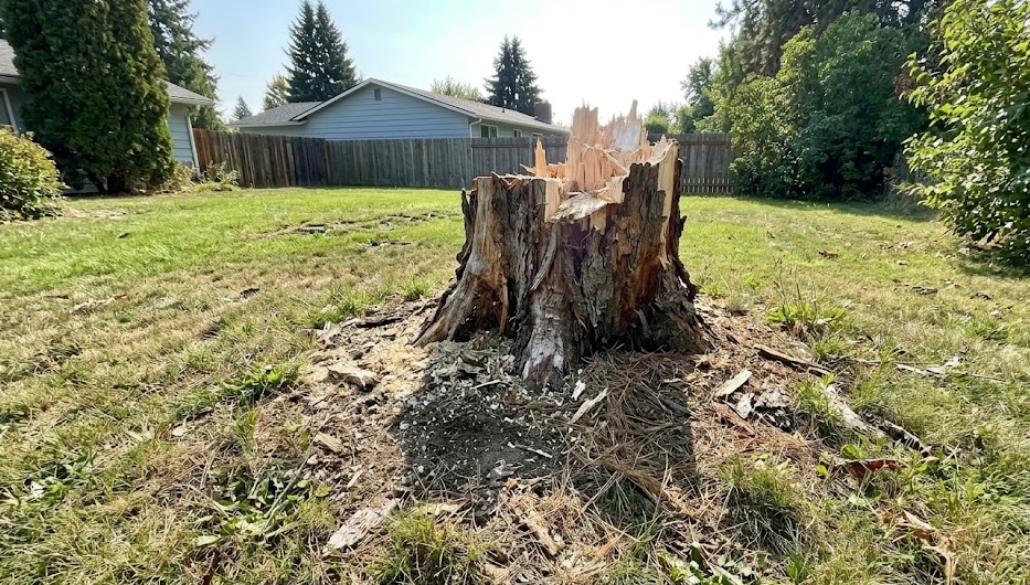 An ugly leftover tree stump sitting in the middle of a beautiful green lawn in Spokane WA.