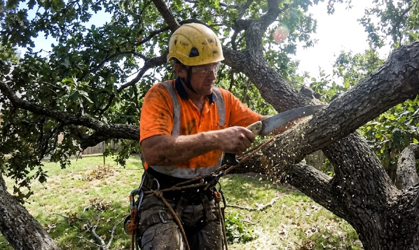 A professional arborist safely trimming a large tree in a Spokane backyard.