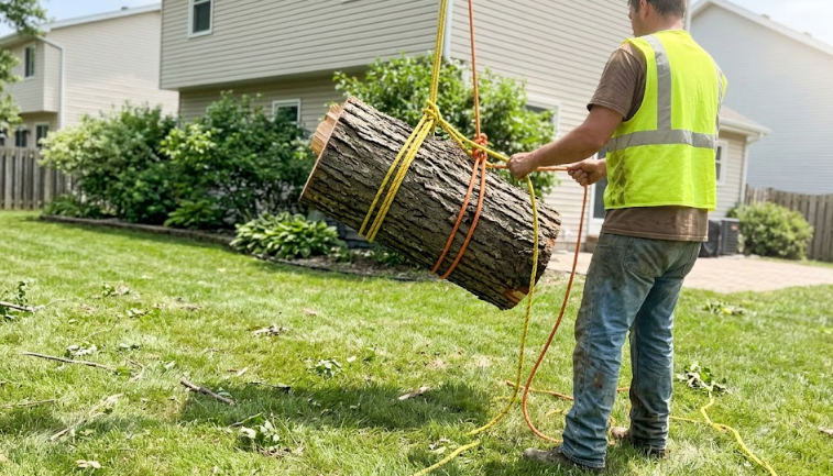 Large tree log being safely lowered to the ground with professional rigging ropes.