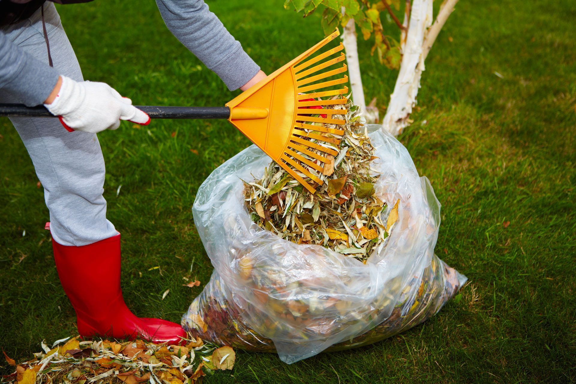 Yard Cleanup