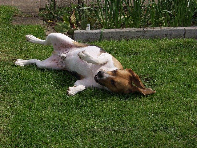 Happy dog rolling on his back Happy dog rolling on his back