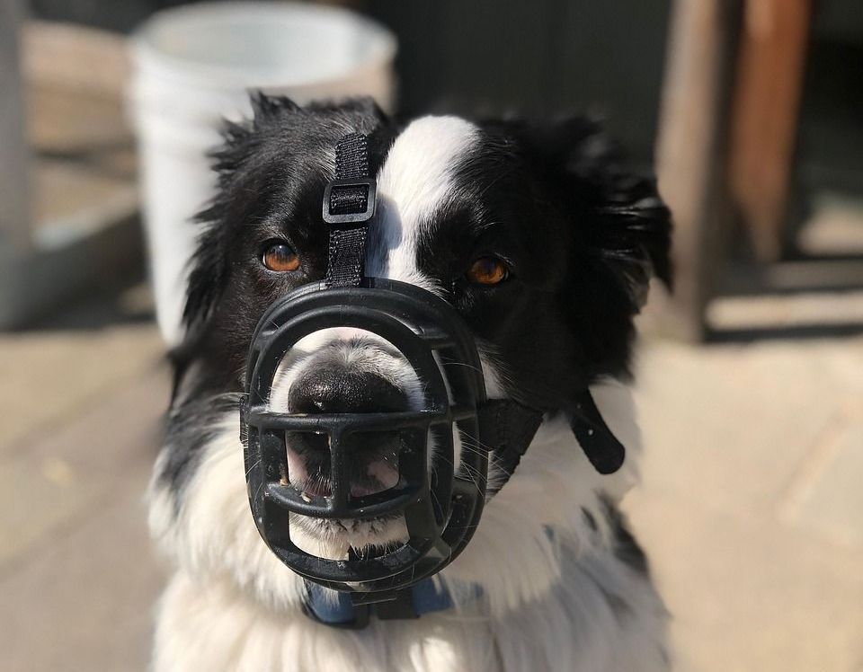 Border collie wearing a muzzle