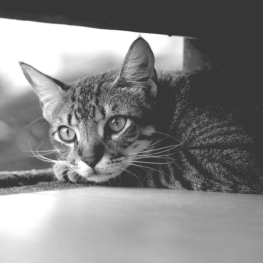 Cat needing a microchip