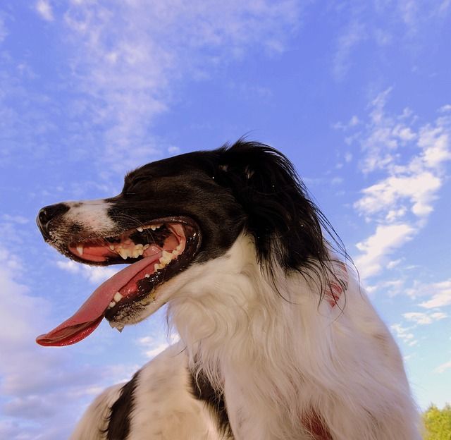 Head stroke in dogs