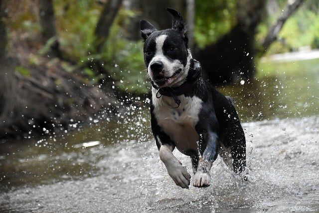 Dog running through water Happy dog running through water