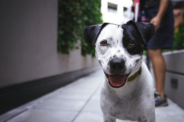 Happy dog Happy dog