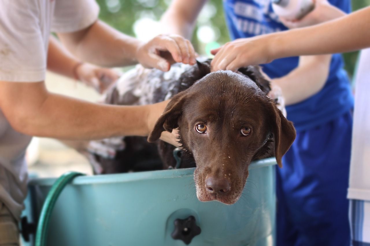 Dog being cooled in bath with hosepipe Dog being cooled in bath with hosepipe