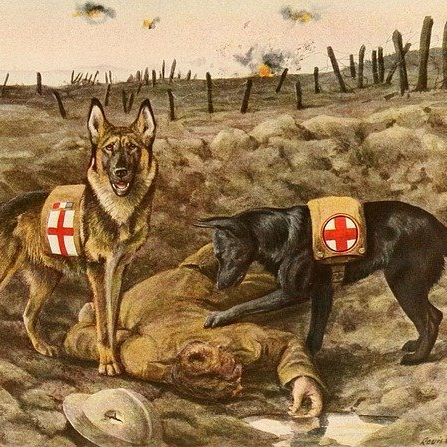 Red Cross Dogs tend to injured soldier