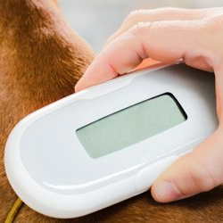 dog being scanning with microchip scanner