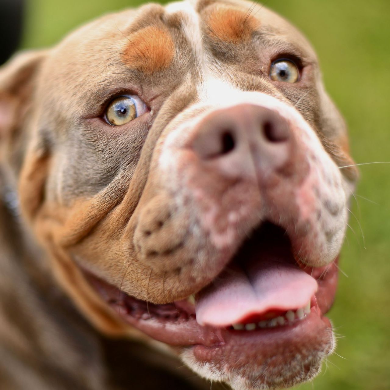 XL Bully Dog