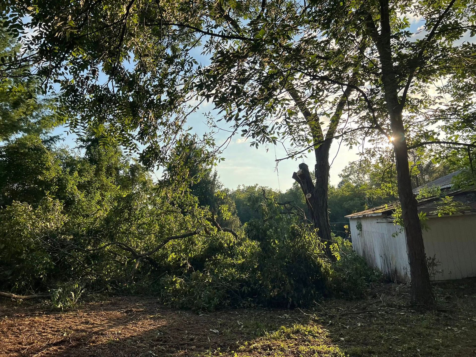 Sunlight streams through tree branches; felled branches lie on the ground next to a white building.
