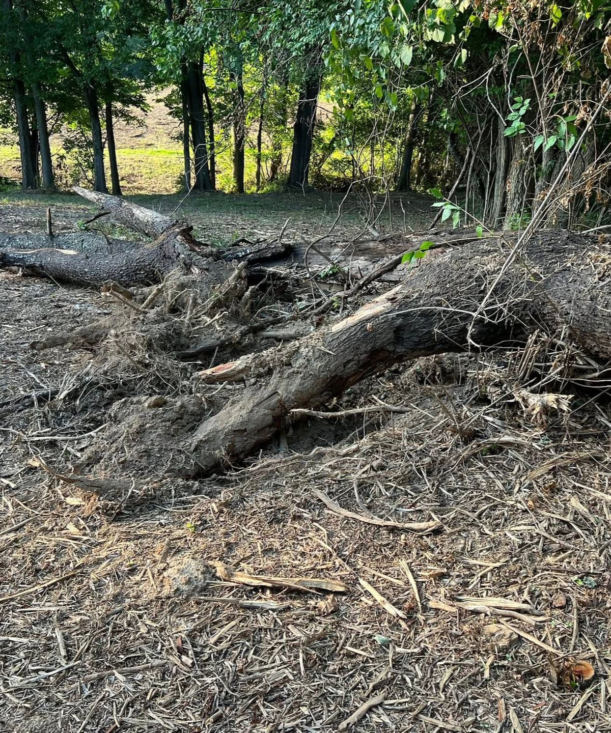 Fallen tree debris on a forest floor. Browns and grays dominate the landscape; trees in the background.