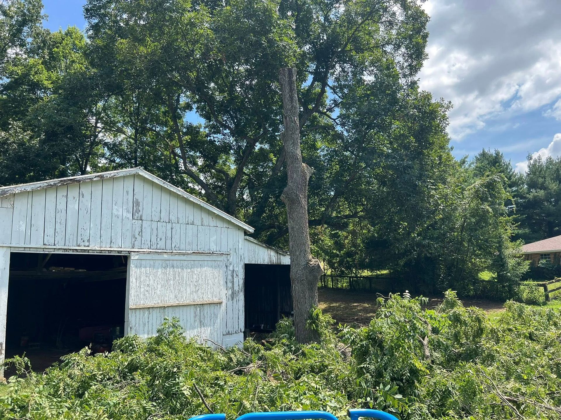 White shed next to a partially cut tree, overgrown with green plants, under a cloudy sky.