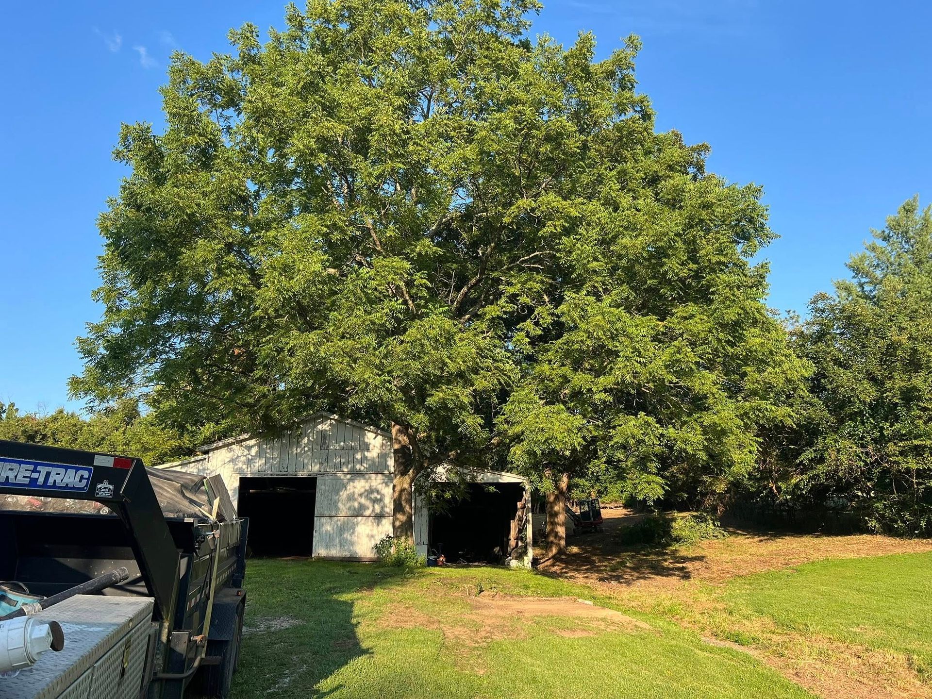 Large tree growing over a dilapidated, open-front shed on a sunny day.