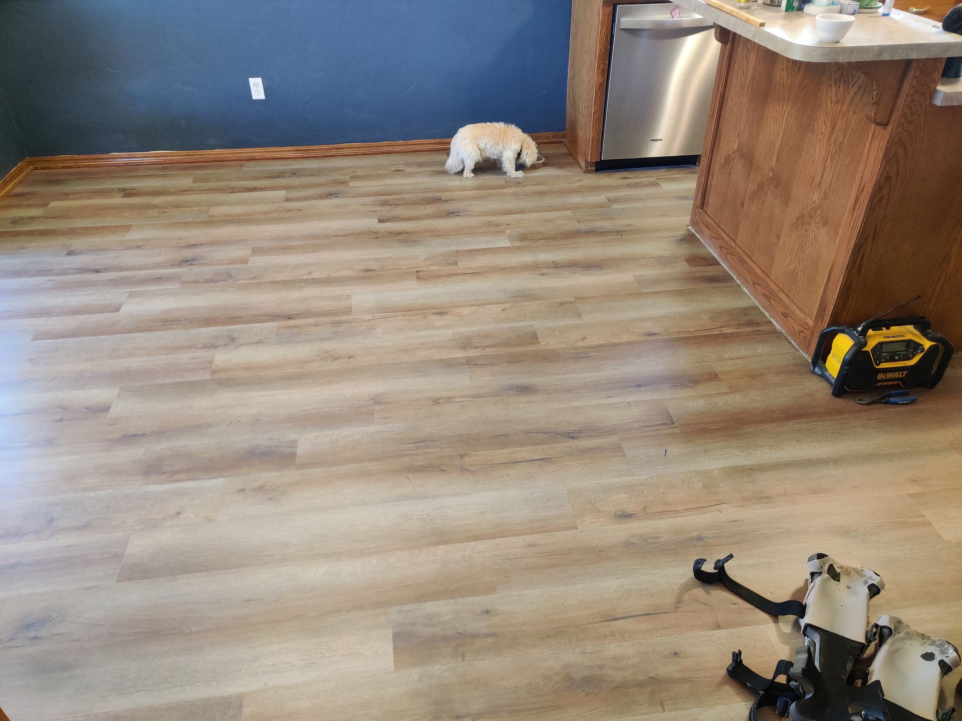 Small white dog on a wooden floor in a kitchen with a blue wall and a stainless-steel appliance.